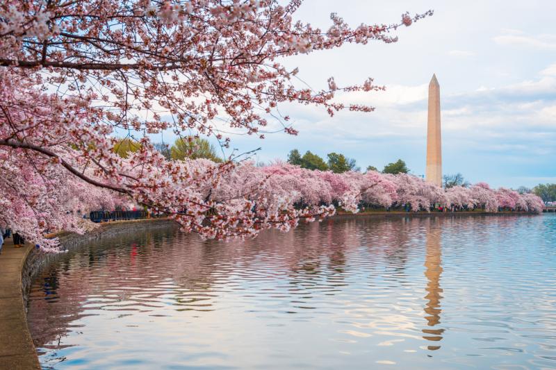 Washington DC: Guided City Bus Tour with Seasonal Cherry Blossom Viewing