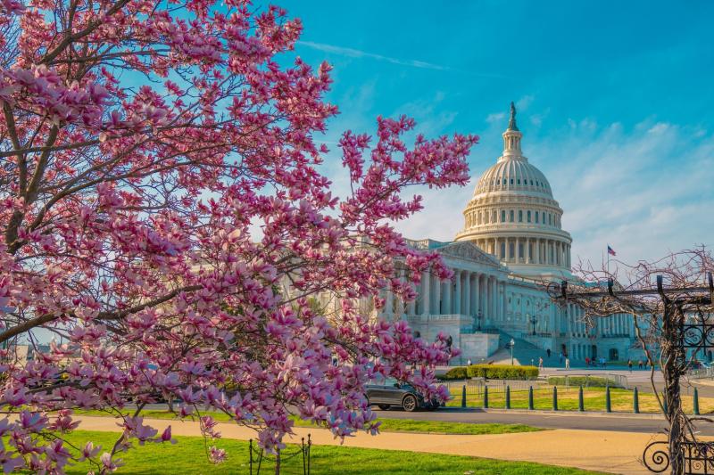 Washington DC: Guided City Bus Tour with Seasonal Cherry Blossom Viewing