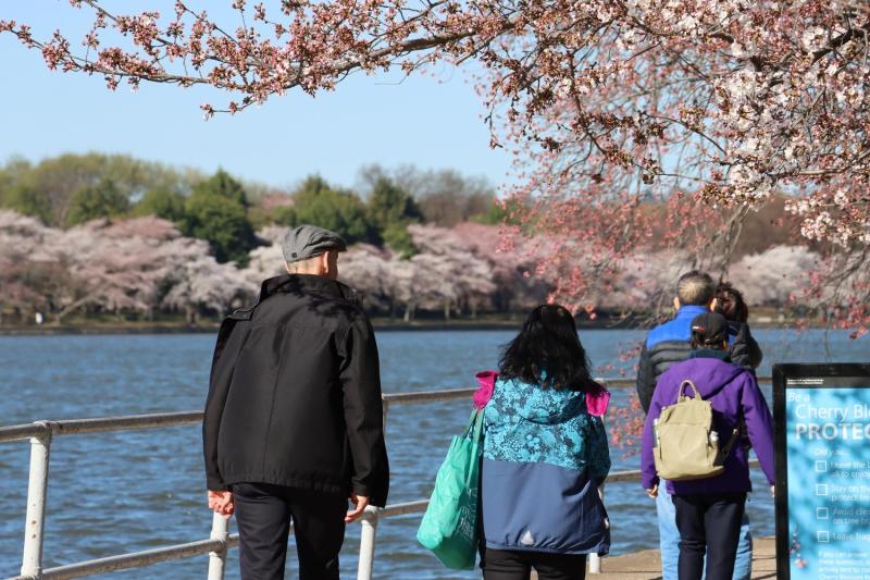 Washington DC: Guided City Bus Tour with Seasonal Cherry Blossom Viewing