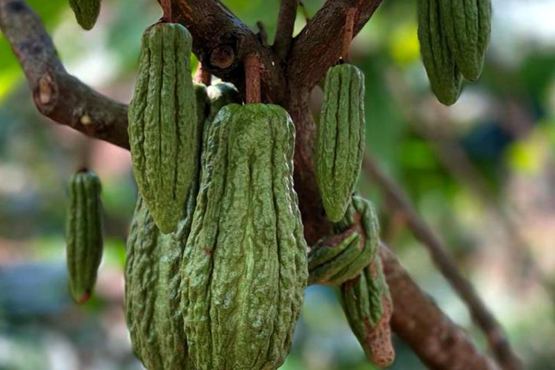 Cacao Route and Flavors of Comasagua: A Sensory Experience at Finca Santa Gertrudis featuring Chocol