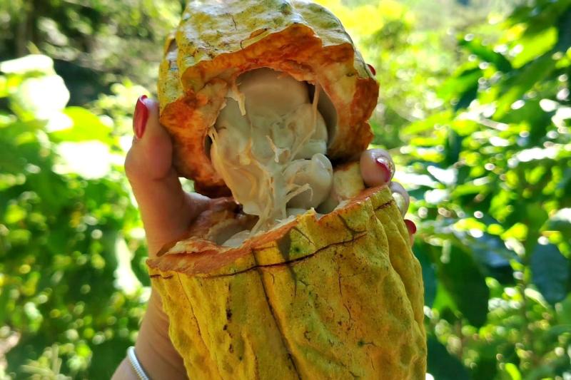 Cacao Route and Flavors of Comasagua: A Sensory Experience at Finca Santa Gertrudis featuring Chocol