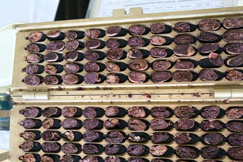 Cacao Route and Flavors of Comasagua: A Sensory Experience at Finca Santa Gertrudis featuring Chocol