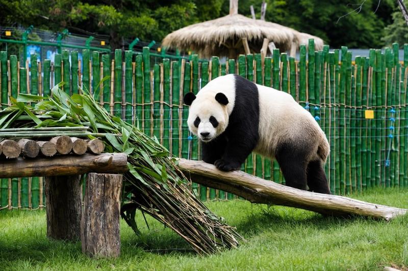 Beijing: Summer Palace, Lama Temple & Panda Garden Historical Private Tour