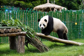 Beijing: Summer Palace, Lama Temple & Panda Garden Historical Private Tour