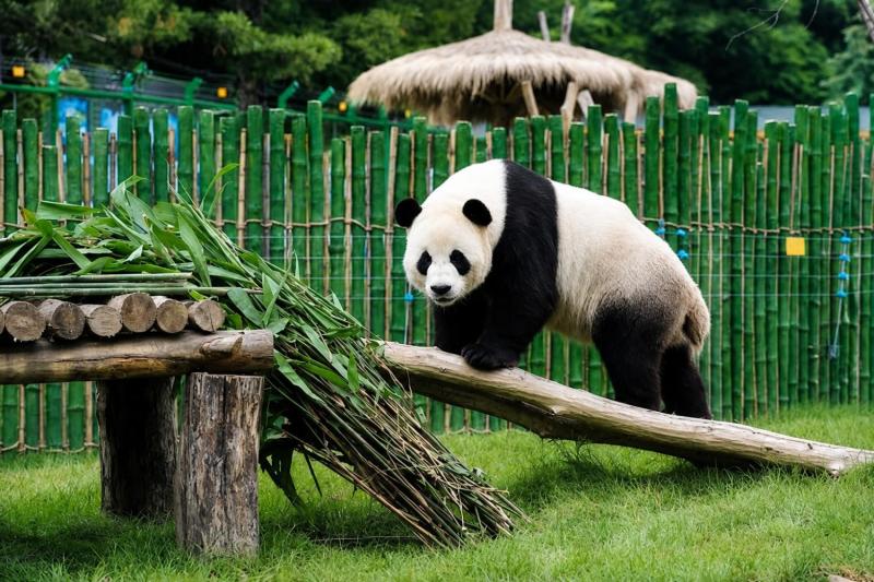 Beijing: Summer Palace, Lama Temple & Panda Garden Historical Tour