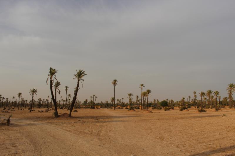 Marrakech: Quad Ride Adventure