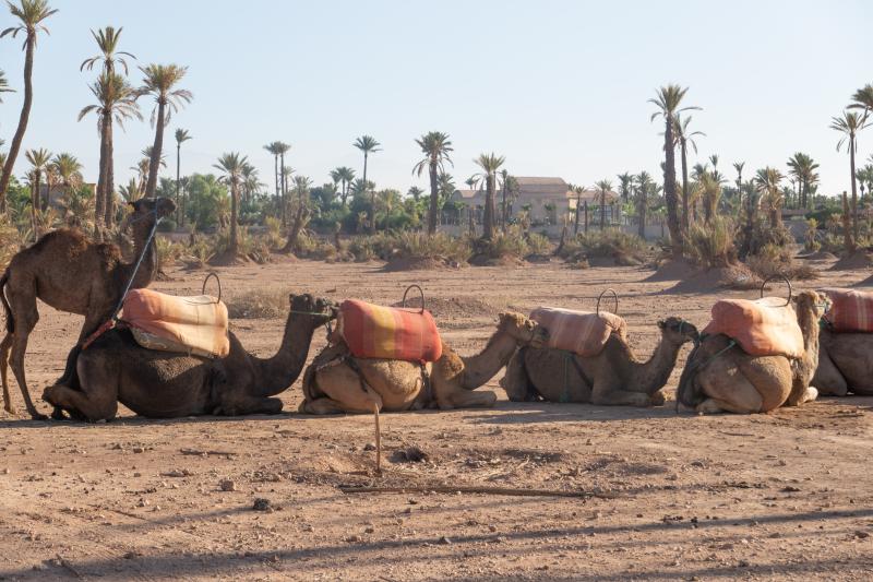 Marrakech: Palm Grove Camel Ride