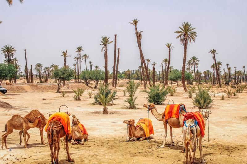 Marrakech: Palm Grove Camel Ride