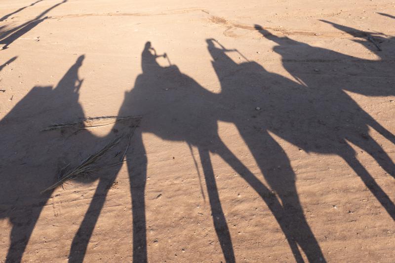 Marrakech: Palm Grove Camel Ride