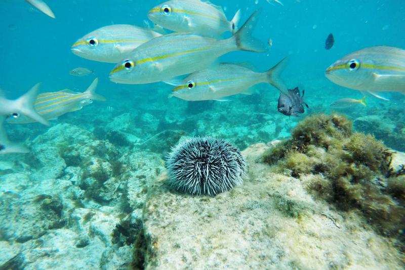 Scuba Diving Aruba ScubaCaribe