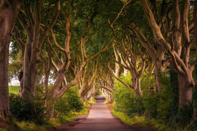 Calçada do Gigante, Dark Hedges e Belfast de Dublin - Acomodações em Dublim