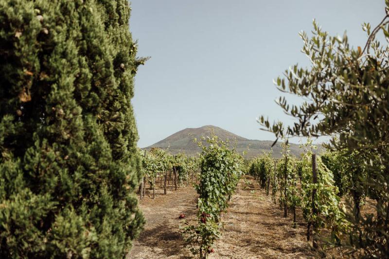 Private Tour of Pompeii with Wine Tasting & Lunch from Sorrento
