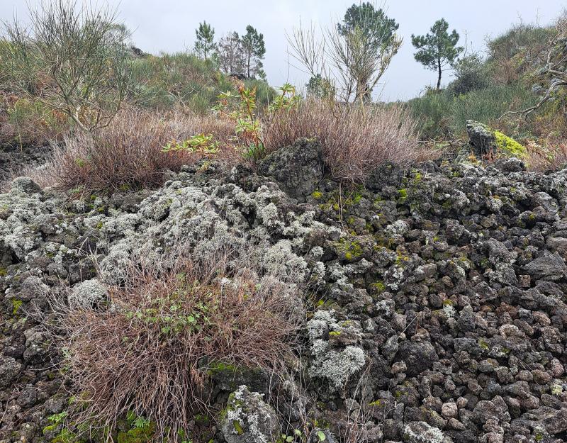 A Journey Through Ruins & Untouched Nature in the Vesuvius National Park