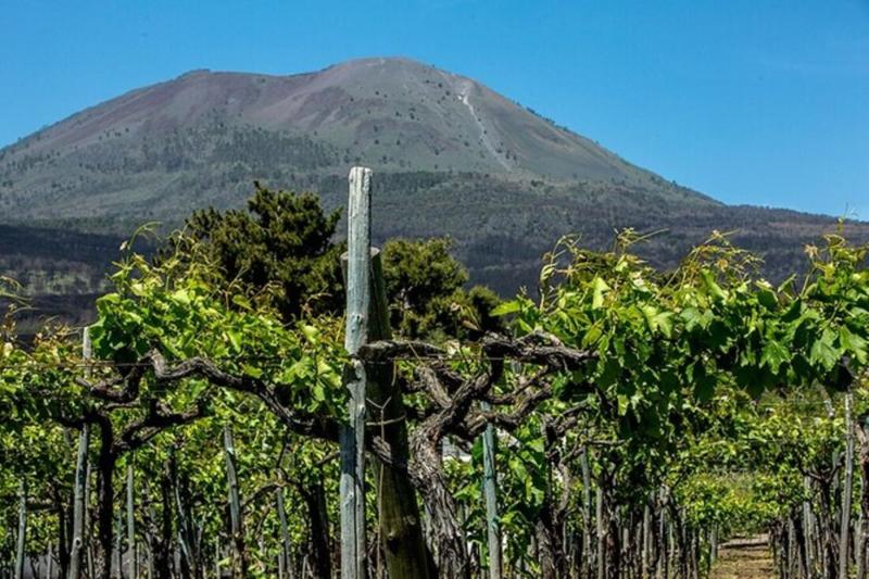 Private Tour of Pompeii with Wine Tasting & Lunch from Amalfi