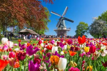 Depuis Amsterdam : Haarlem, Keukenhof et Flower Para