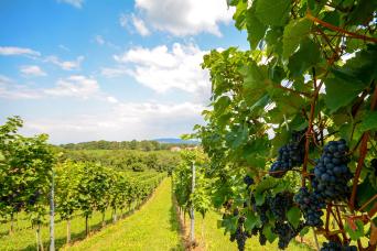 Douro Valley Wine Full-Day Private Tour