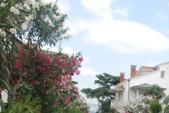 Istanbul : Tour des îles des princes