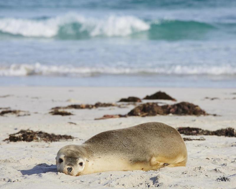 one-day-kangaroo-island-experience-ex-adelaide-4