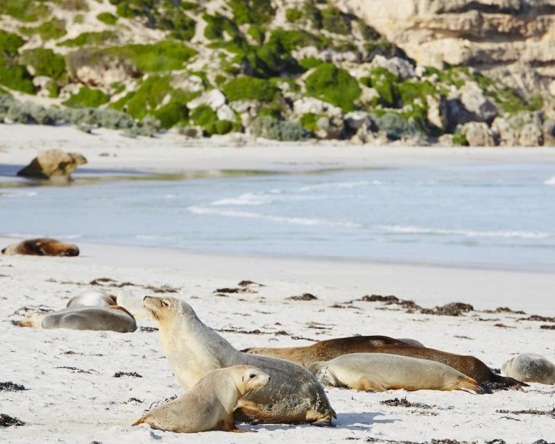 one-day-kangaroo-island-experience-ex-adelaide-5