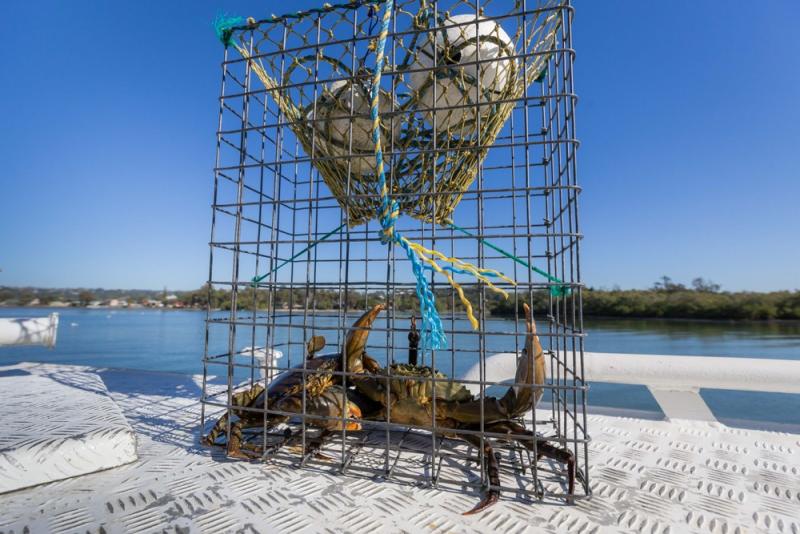 bush-tucker-and-crab-catching-adventure-cruise-3