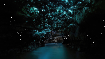 Waitomo and Hobbiton Experience from Auckland