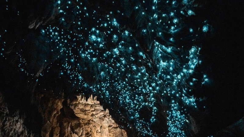 waitomo-and-hobbiton-experience-from-auckland-3