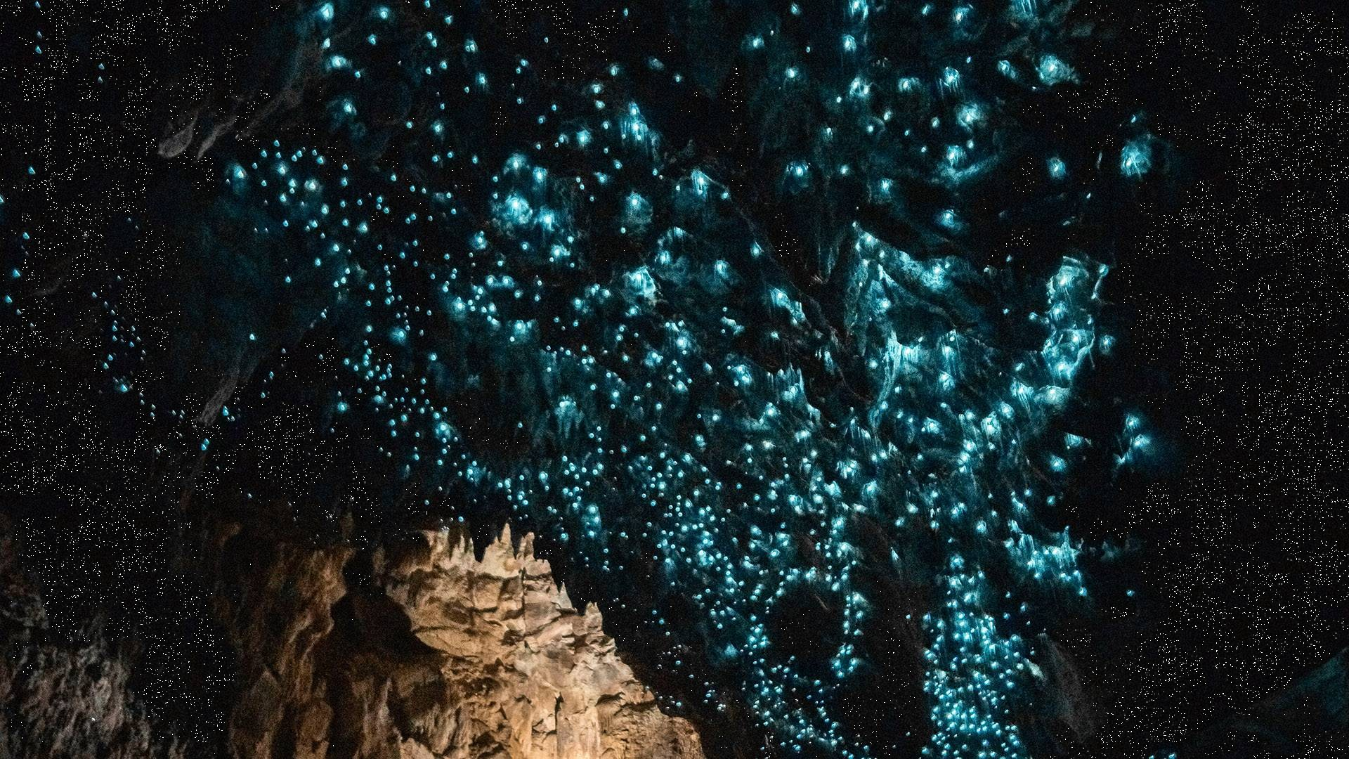 Waitomo Glowworm Caves and Hobbiton Movie Set Day Tour from Auckland: Hobbit Holes, The Green Dragon Inn and The Party Tree丨Picnic Lunch Included