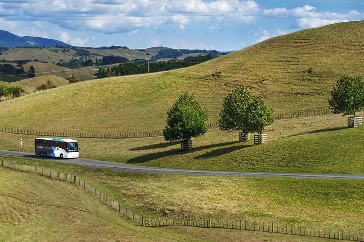 Central North Island Sightseeing Day Tour from Auckland to Rotorua: Waitomo Glowworm Caves, Hobbiton Movie Set and The Green Dragon Inn丨Picnic Lunch Included