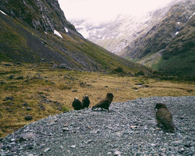 milford-sound-day-tour-incl-lunch-queenstown-2