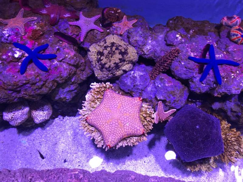 cairns-aquarium-general-admission-3