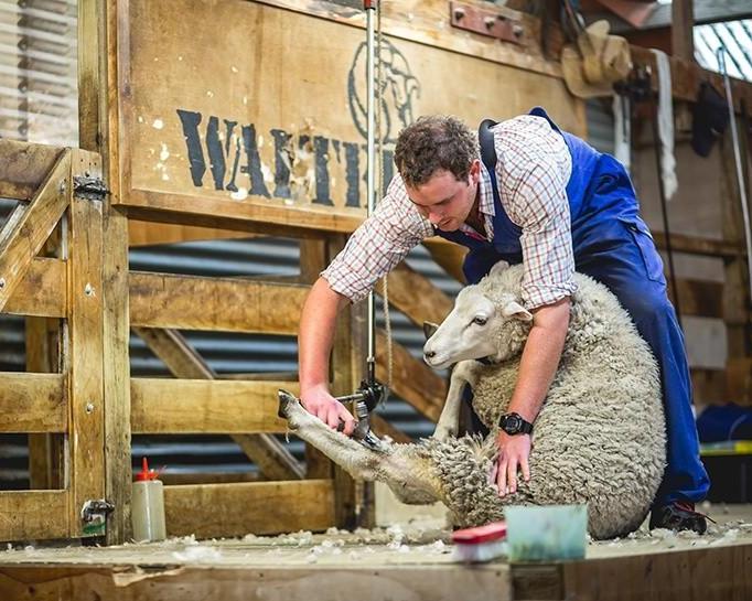 walter-peak-farm-tours-aboard-vintage-steamship-4