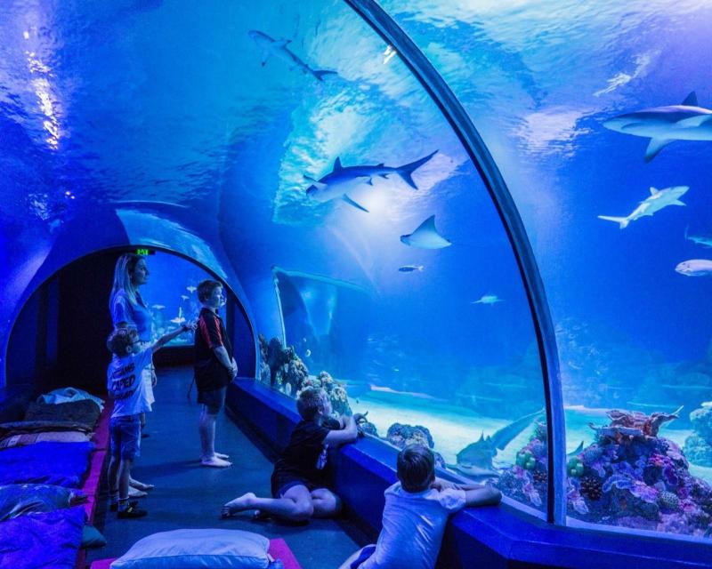 night-at-the-aquarium-guided-nocturnal-tour-1