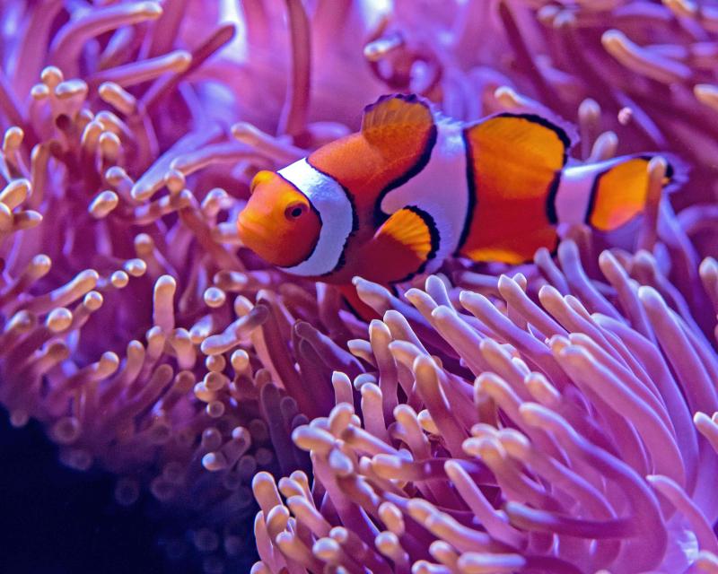 marine-life-encounter-3