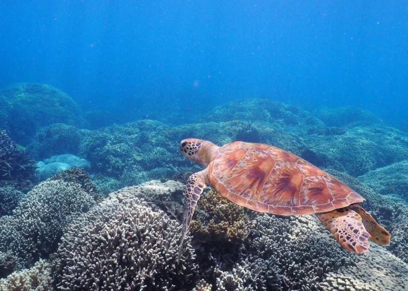 calypso-outer-great-barrier-reef-cruise-from-port-2