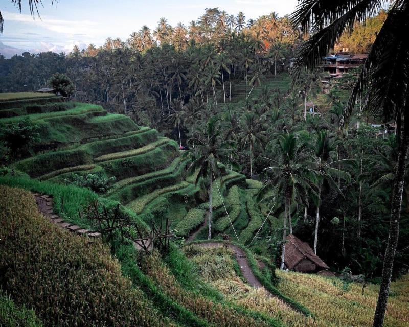 best-of-ubud-with-jungle-swing-3