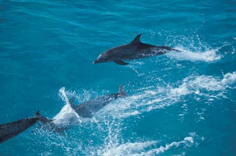 port-stephens-dolphin-watching-colourful-day-trip-1