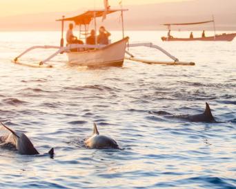 Sunrise Dolphin & Waterfall Experience