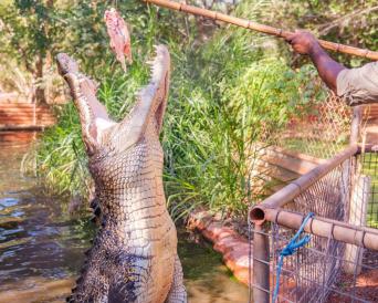 Malcolm Douglas Crocodile Park Feeding Tour