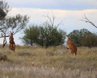 SEIT Mt Conner Outback 4WD Adventure (Small Group 