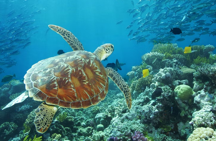 great-barrier-reef-full-day-adventure-ex-hamilton-1
