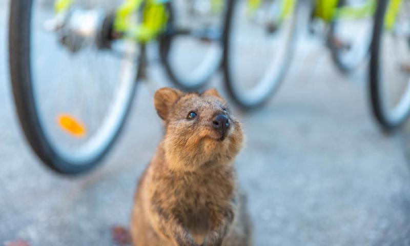 adventure-rottnest-tour-w-ferry-bike-hire-lunch-3