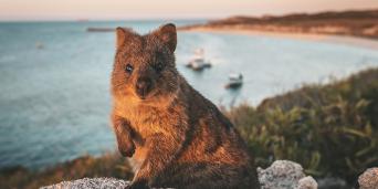 Adventure Rottnest Tour & Lunch - ex Fremantle