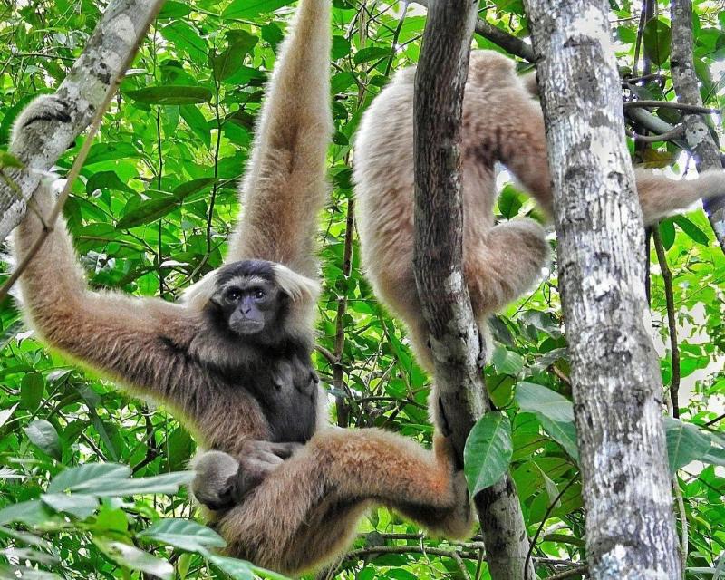 angkor-zipline-adventure-silver-4