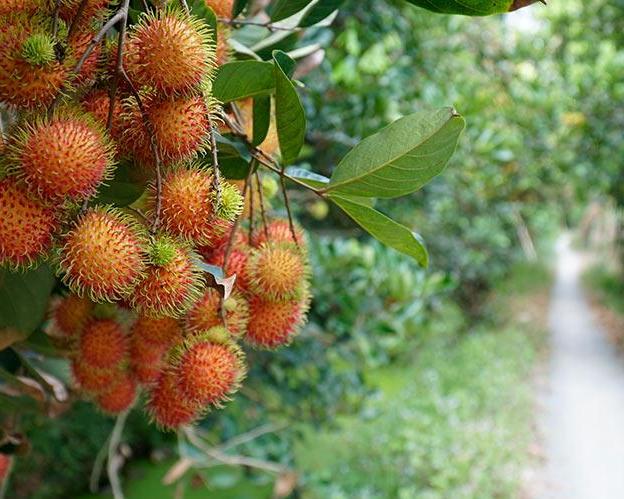 full-day-mekong-delta-tour-with-rowboat-kayak-c-6