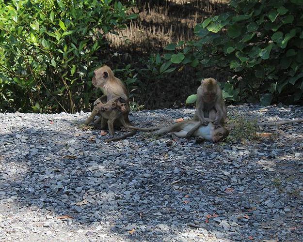 full-day-vam-sat-ecological-monkey-island-mangr-2