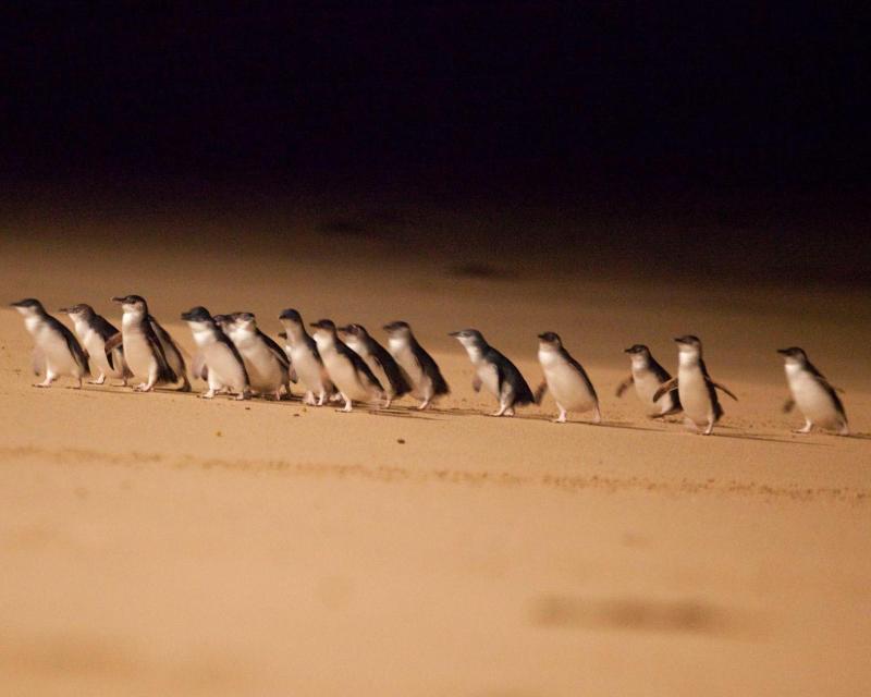 phillip-island-with-penguin-parade-private-tour-s-2