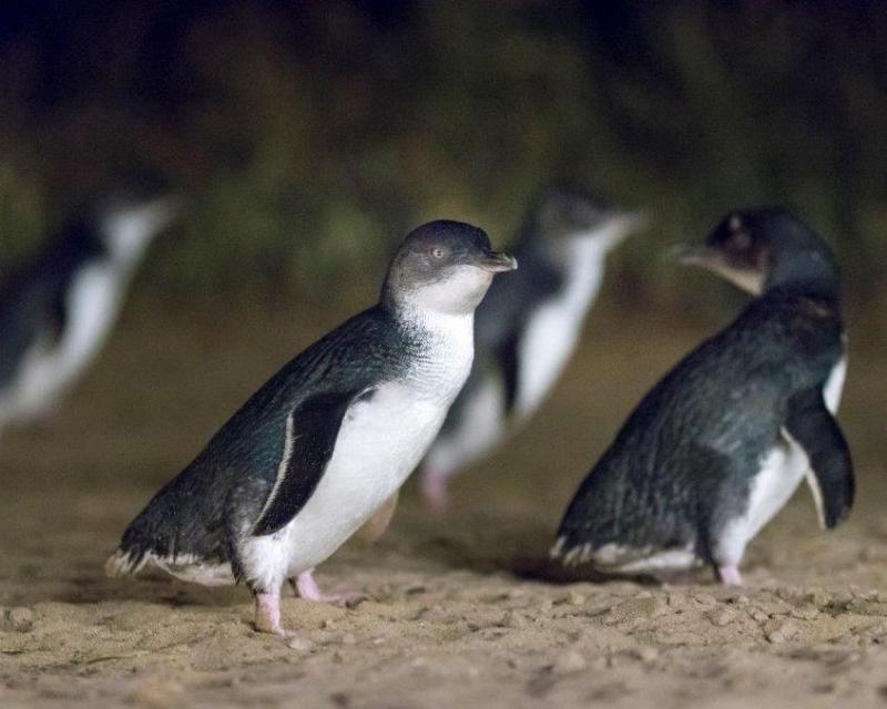 phillip-island-with-penguin-parade-private-tour-s-3