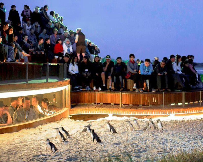 phillip-island-with-penguin-parade-private-tour-s-4