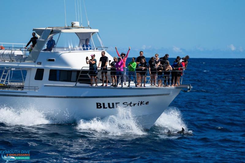 deluxe-whaleshark-swim-observer-tour-1