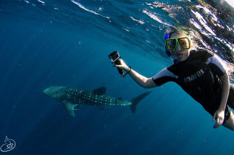 deluxe-whaleshark-swim-tour-on-blue-strike-1